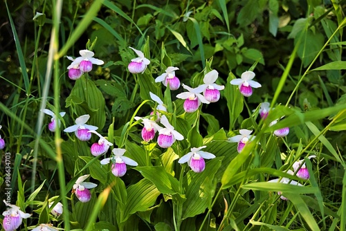 Group Of Pink Lady Slippers 
