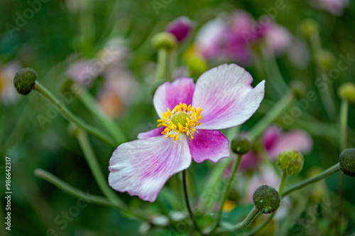 Eine Pink blühende Blume