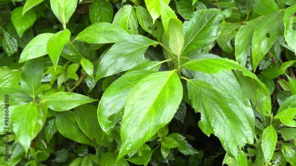 Lush Closeup of a Costa Rican Rainforest Foliage in the Rain Background