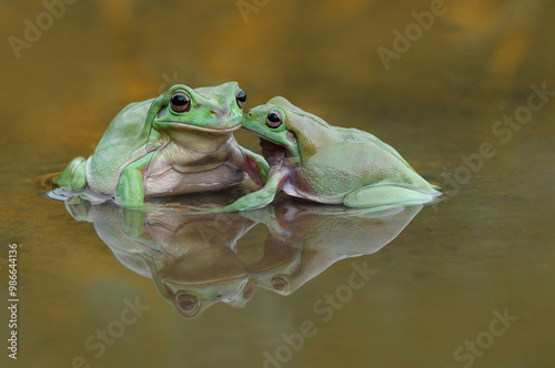 two frog in the water