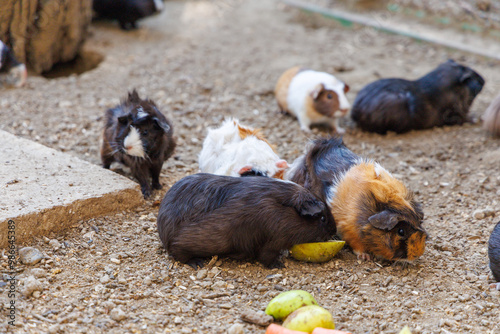 Healthy guinea pigs eating fresh fruits in an outdoor pet care environment