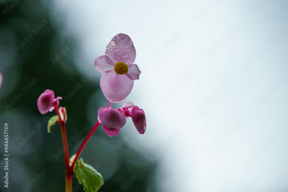 Fototapeta premium 可憐に咲く雨に濡れたベゴニア