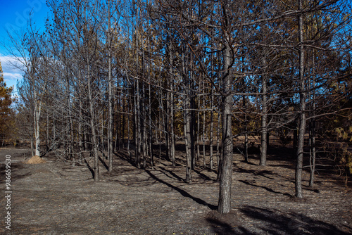 Burnt pine forest. Consequences of fire