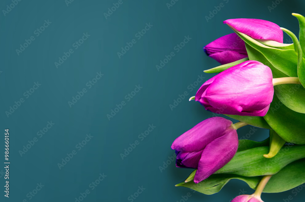 Fototapeta premium Tongue fresh tulips usually considered as innocence flowers and are an extremely pleasant surprise when we give them just without a chance. On wooden background. Tulips on old boards, spring concept. 