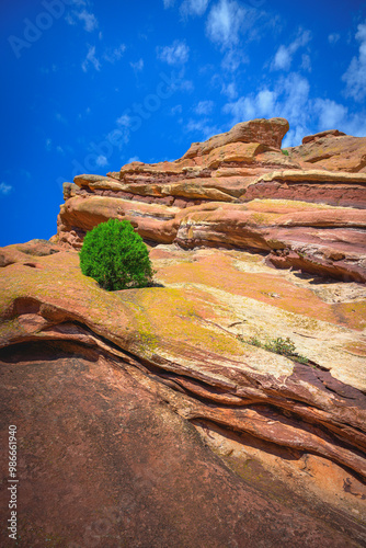 A lone green tree growing on the rocky cliff at Red Rocks Park in Morrison, Colorado, USA photo