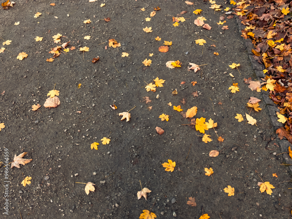 Fallen leaves on the asphalt road in the city park in autumn Fallen leaves on the asphalt road in the city park in autumn