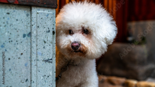 Cute fluffy white with black eyes pappy dog portrait in nature.
