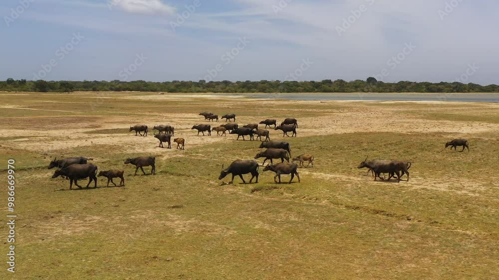 Aerial view of Wild water buffaloes in their natural habitat. Kumana national park. Sri Lanka. Aerial view of Wild water buffaloes in their natural habitat. Kumana national park. Sri Lanka.
