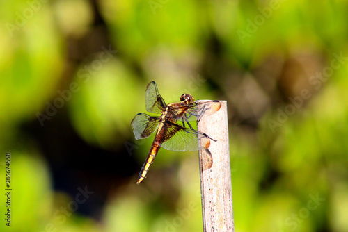 Widow Skimmer 02