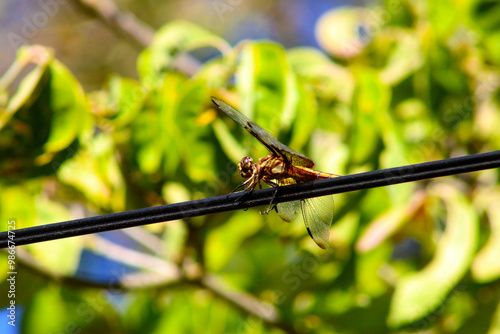Widow Skimmer 03
