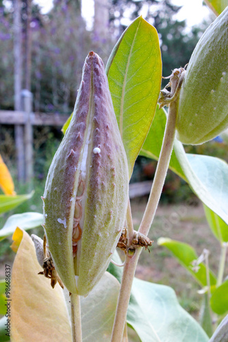 Showy Milkweed Seed Pod 03 photo