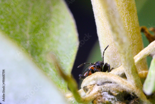 Milkweed Seed Beetle Face 07 photo