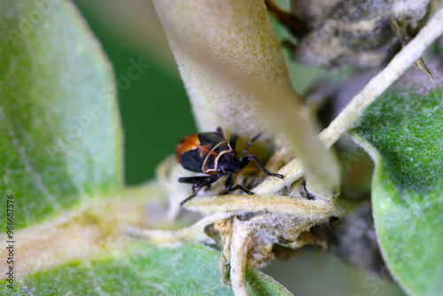 Beetle on Milkweed Stem 07 photo