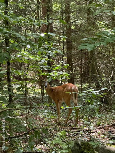 deer in the woods