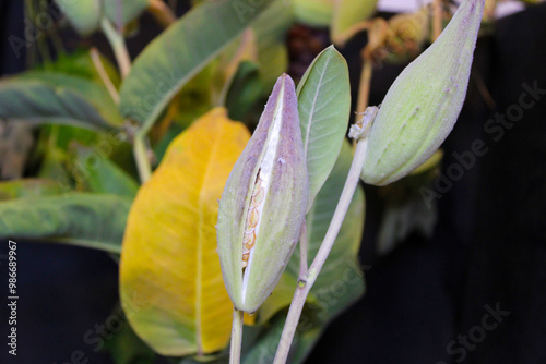 Seedy Milkweed Pod 02 photo