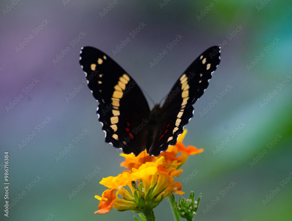 Colorful Butterfly in a Summer Garden: A Macro View of Nature’s Beauty Colorful Butterfly in a Summer Garden: A Macro View of Nature’s Beauty