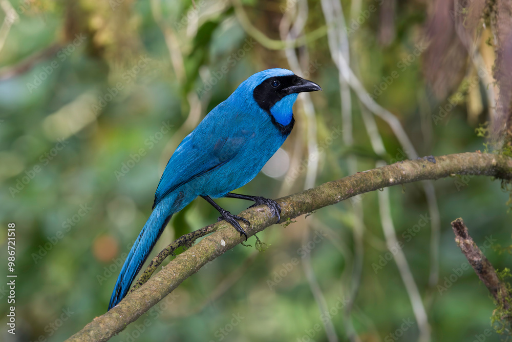 Turquoise Jay perched in Ecuadorian cloud forest Turquoise Jay perched in Ecuadorian cloud forest
