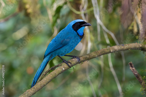 Turquoise Jay perched in Ecuadorian cloud forest