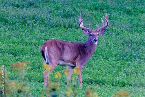 Trophy Whitetail buck deer (Odocoileus virginianus) with velvet antlers standing in a field looking at camera during late summer in Wisconsin photo