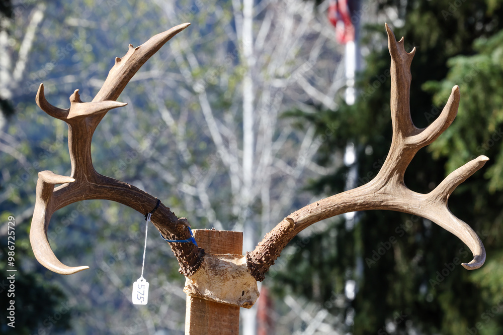 Trophy mule deer (Odocoileus hemionus) antlers at Elkfest 2024 in Jackson, Wyoming, USA Trophy mule deer (Odocoileus hemionus) antlers at Elkfest 2024 in Jackson, Wyoming, USA