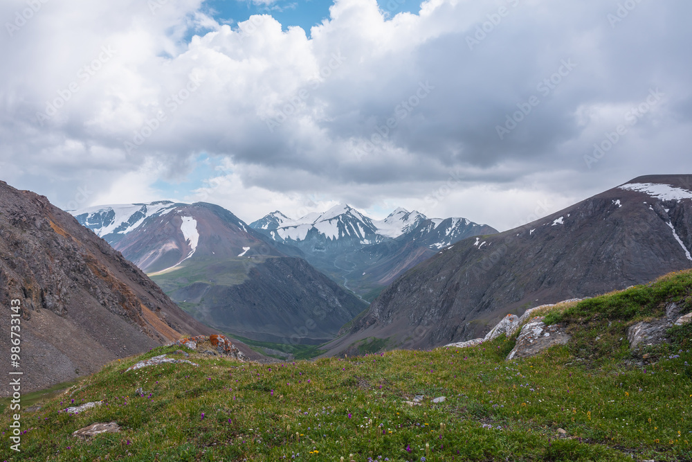 Fototapeta premium Alpine flowers among rocks and stones on beautiful grassy hill against few big snowy pointy peaks far away. Scenic top view from green grass pass to three large snow peaked tops in clouds in blue sky.