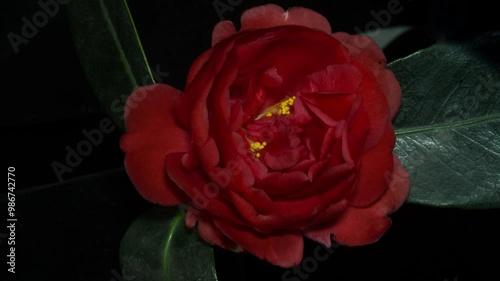Time-lapse photography of camellia blossom
