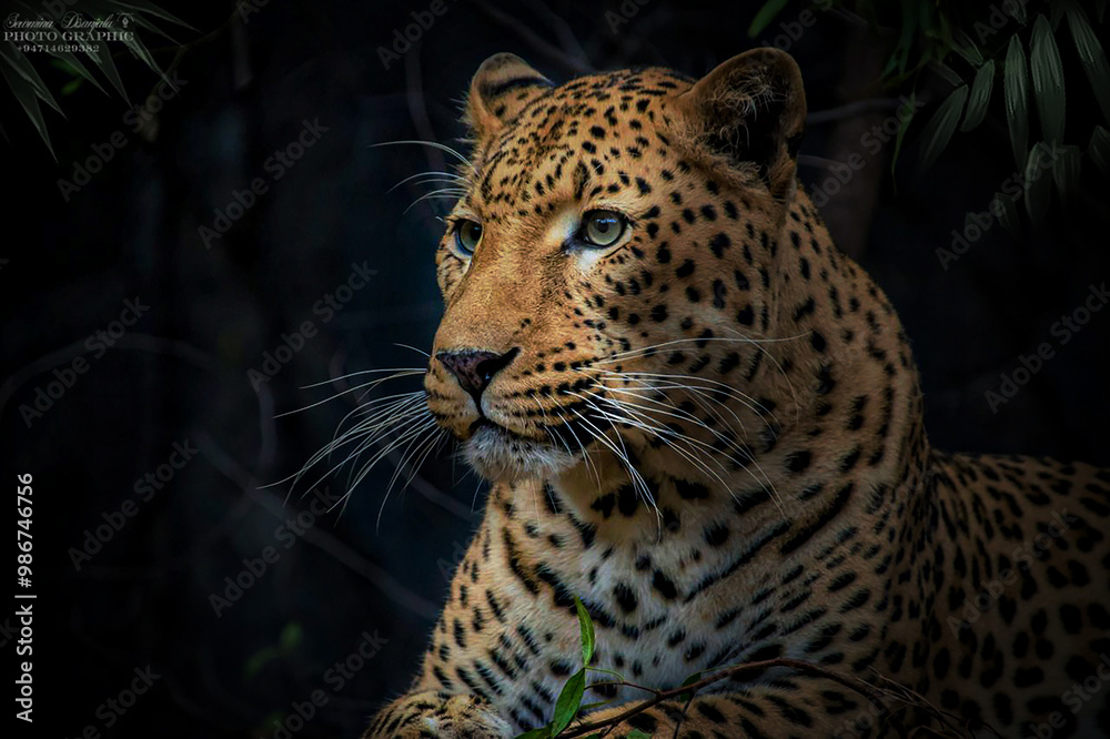 Obraz premium leopard on tree