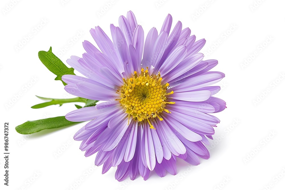 Aster Flower isolated on white background, Aster Flower isolated on white background,