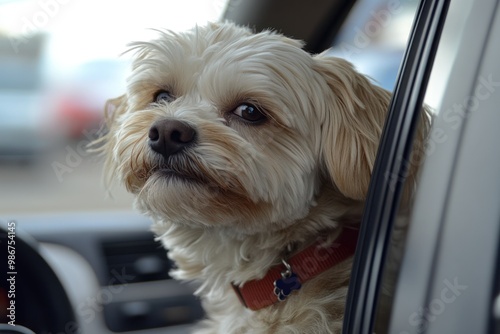 Pensive Dog in a Car