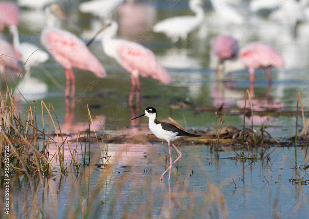 Obraz premium The black-necked stilt (Himantopus mexicanus) on the pink spoonbills background, Galveston, Texas, USA.