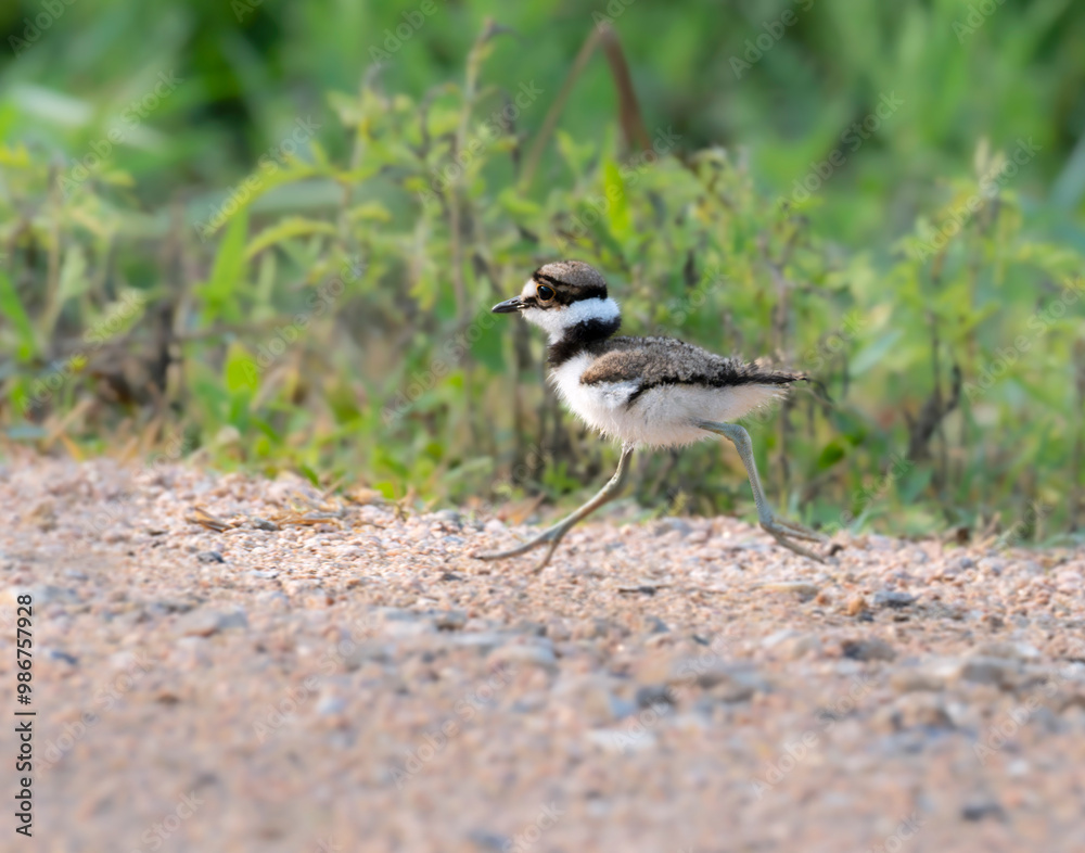 Young killdeer (Chardarius vociferus) in the field, Texas, USA. Resoft Park Young killdeer (Chardarius vociferus) in the field, Texas, USA. Resoft Park