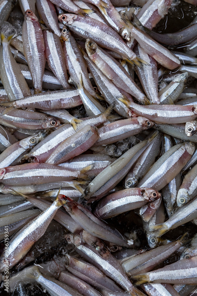 Fresh manjuba for sale at the fish market in Santos, Brazil Fresh manjuba for sale at the fish market in Santos, Brazil