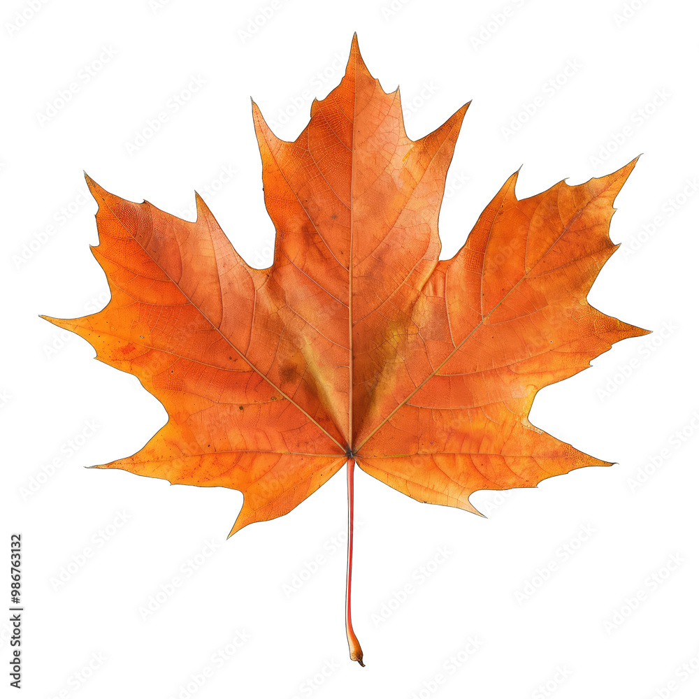 autumn maple leaf on transparent background png autumn maple leaf on transparent background png
