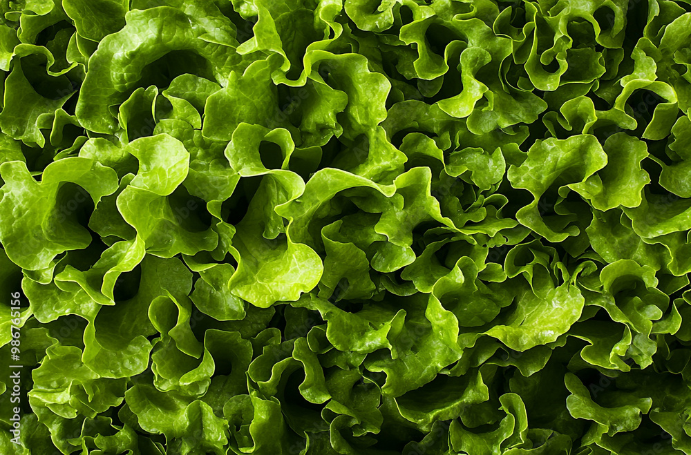 close up of green lettuce texture close up of green lettuce texture