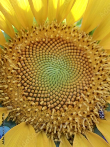 FLOR DE GIRASOL, FORMAS DE UNA FLOR