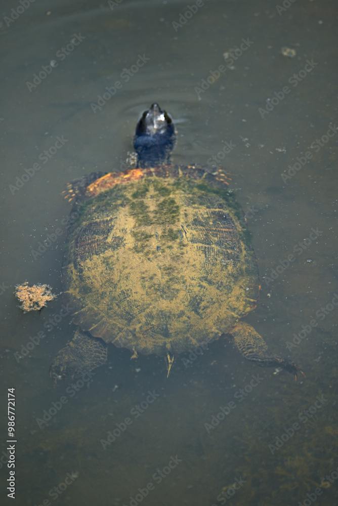 Rear facing water turtle shell covered in algae swimming in a pond.