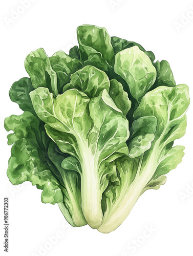 Green cabbage isolated on transparent background