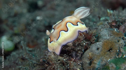 A nudibranch with a pattern on its back sits on the sea floor, its gills and rhinophores moving in the current. Co's Nudibranch (Goniobranchus coi). ID: creamy, light-brown central 46 area and gills. photo