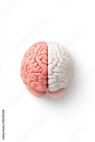 Diagram of human brain hemispheric dominance photo