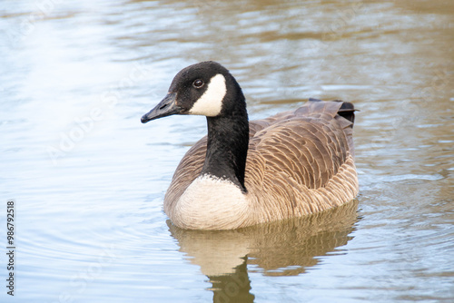 Canadian geese, Branta canadensis on the lake. Wild geese swim in the Park,Close-up of a Canada goose Branta canadensis, foraging in a green meadow photo