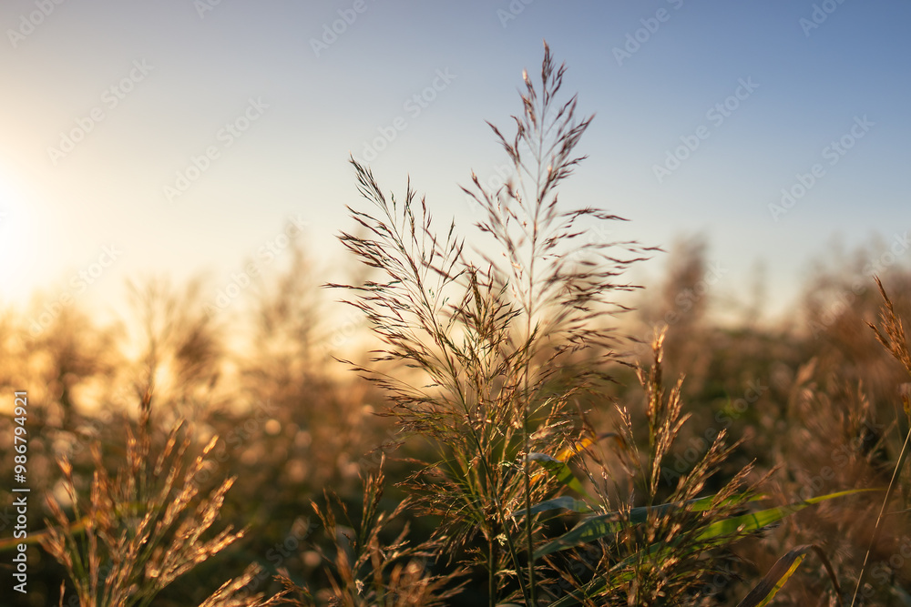 Fototapeta premium Calm scene of fresh green coastal grass, spikelet of reeds, stalks at sunset, blurred background. Nature, summer landscape, grass concept