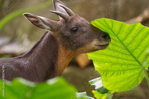 Taiwan serow in the forest photo