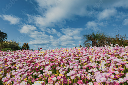 The Australian Botanic Garden, Mount Annan is the Australian native plant garden of the Royal Botanic Gardens, Sydney and covers 416 hectares photo