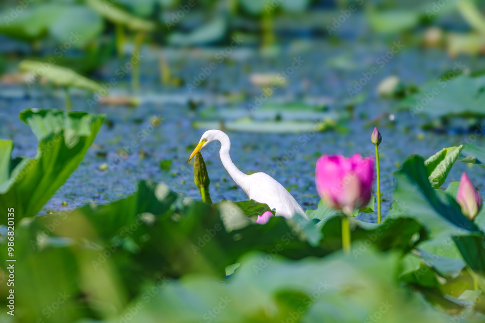 Obraz premium 夏の琵琶湖の風景。湖北水鳥公園付近のハス