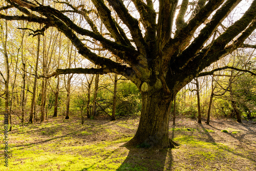 thriving tree with a thick trunk in a city park