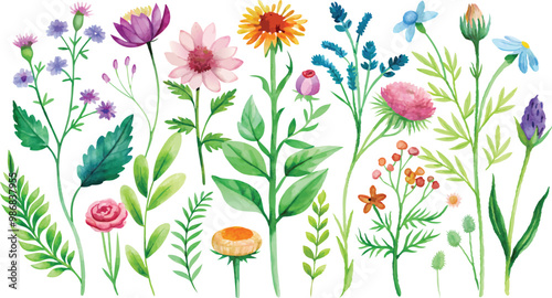 Watercolor wildflowers and leaves illustration set,,Beautiful floral set with watercolor hand drawn,Stock illustration,wild plants,flowers,Garden, meadow,pattern,leaf,Nature clipart,wedding invitation