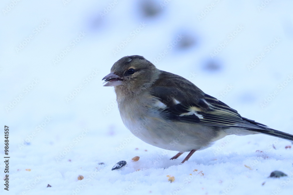 winter garden bird winter garden bird