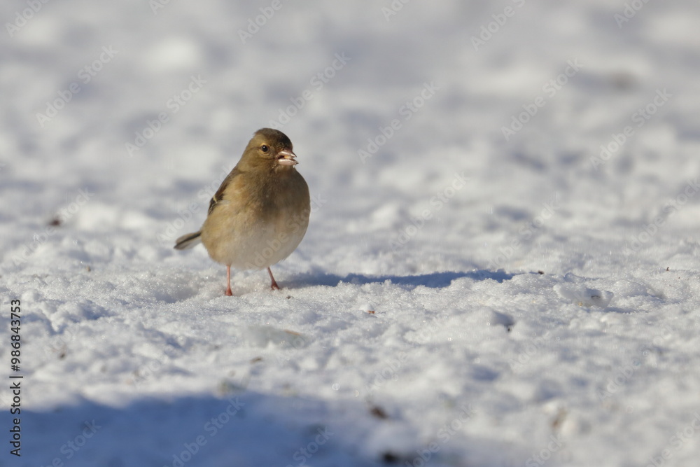 winter garden bird winter garden bird