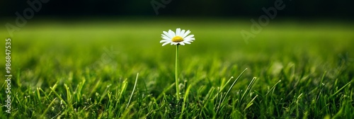 A single daisy, its petals unfurling, rises above a neatly trimmed lawn. It symbolizes hope, resilience, simplicity, beauty in the everyday, and the power of individuality. photo