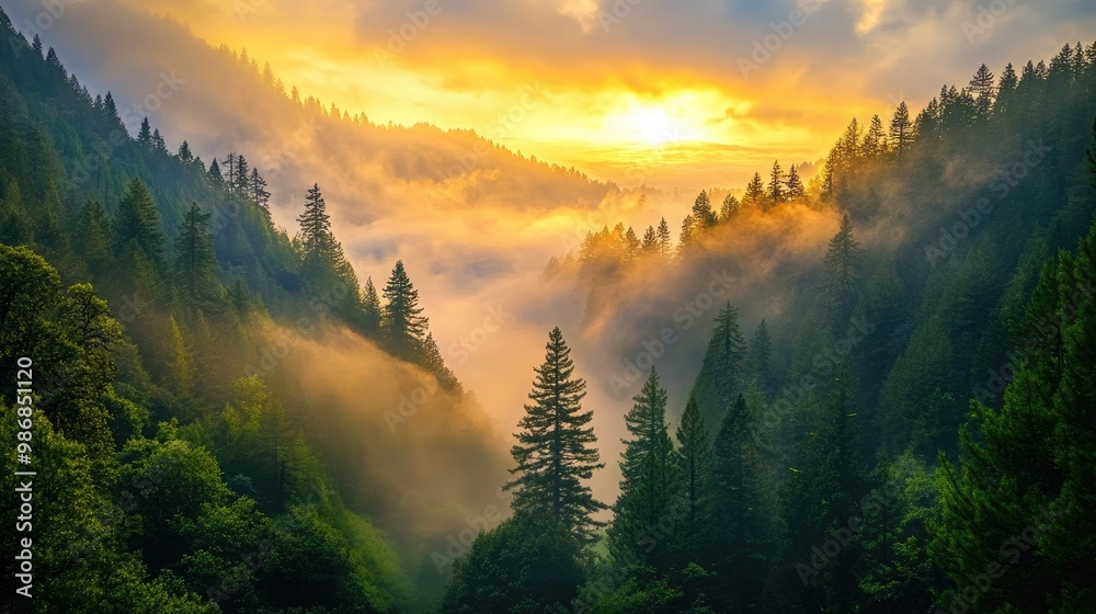 Outdoor photography at dawn, capturing mist rising from a forested valley as the sun begins to rise Outdoor photography at dawn, capturing mist rising from a forested valley as the sun begins to rise